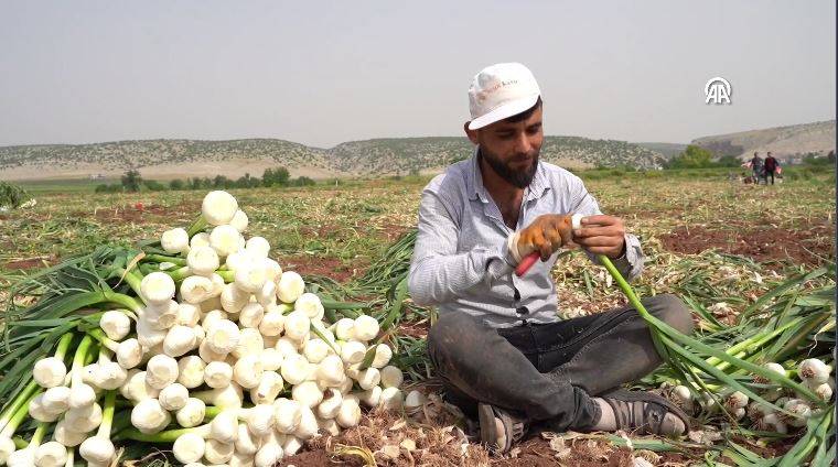 Saç dökülmesini önlüyor kabızlığı bitiriyor. Beyaz altının hasadı başladı kilosu 20 TL 10